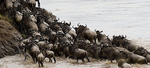 The Wildebeest Migration by Brian Scott