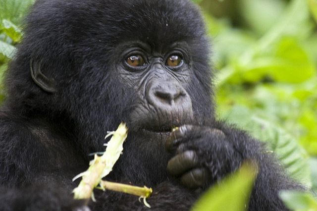 Gorilla trekking in Uganda & Rwanda by Hjalmar Gislason